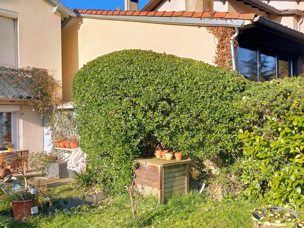 Fusain taillé