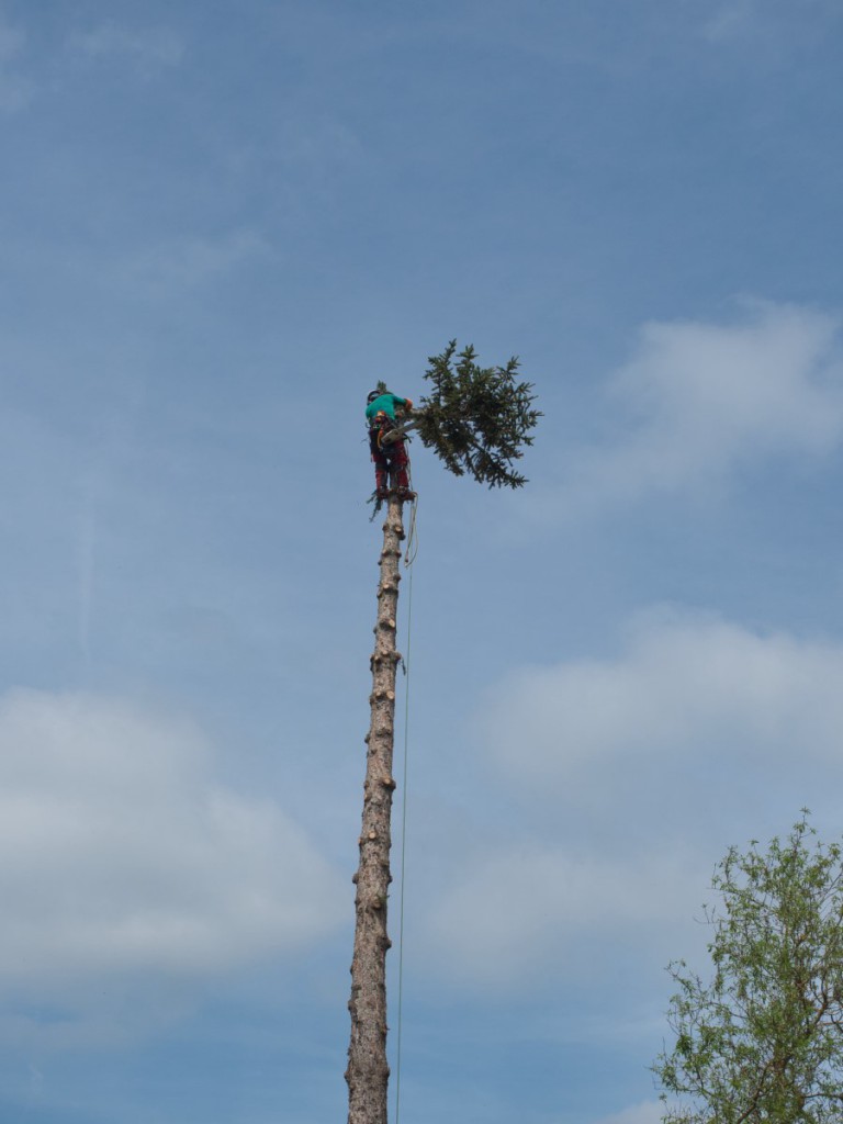 étêtage d’un épicéa